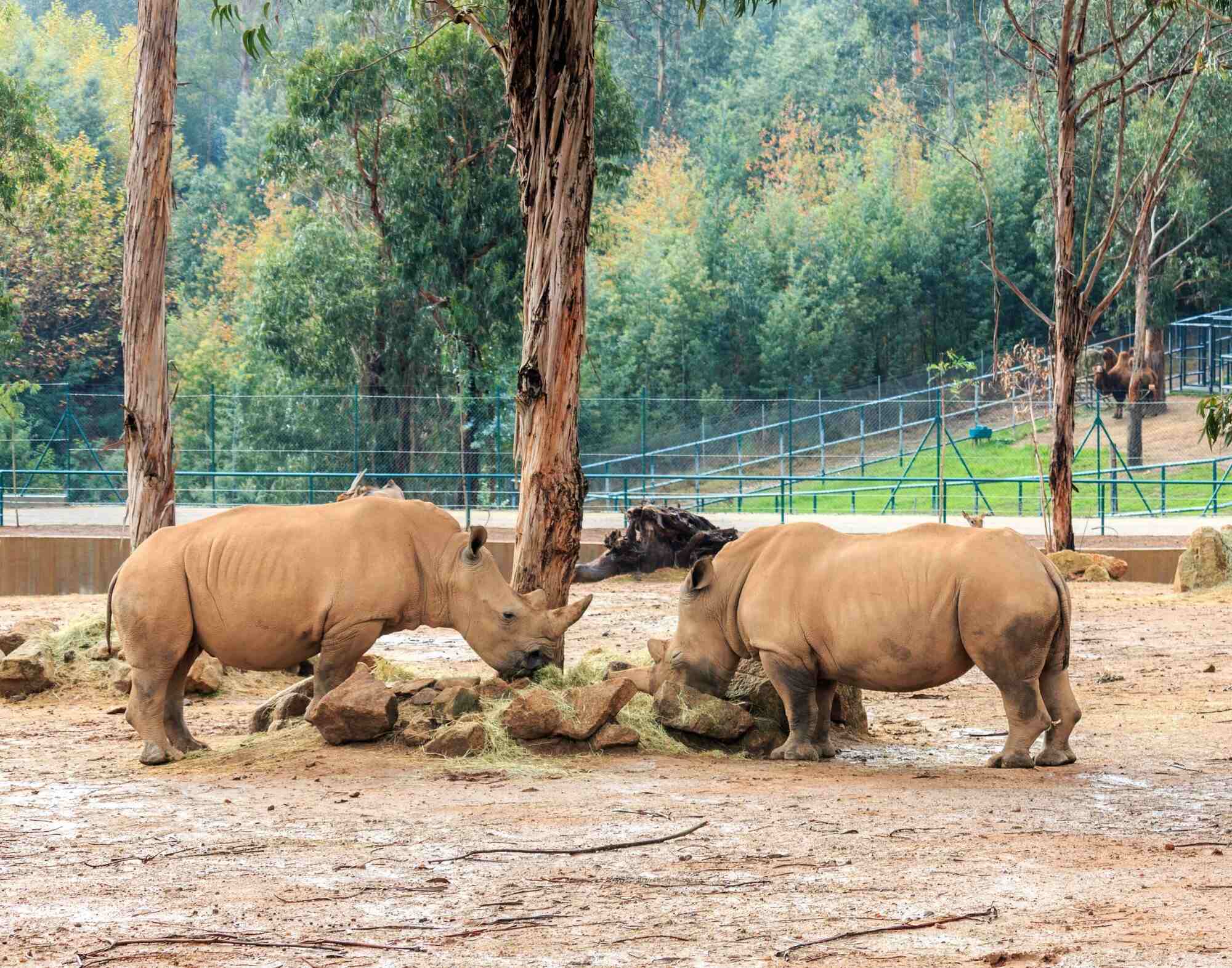 10-astounding-facts-about-zoo-santo-inacio