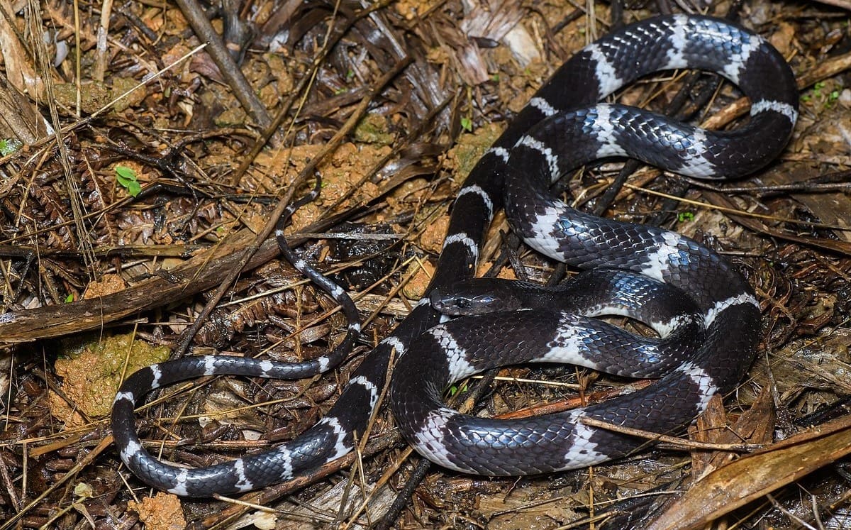 10-captivating-facts-about-banded-wolf-snake