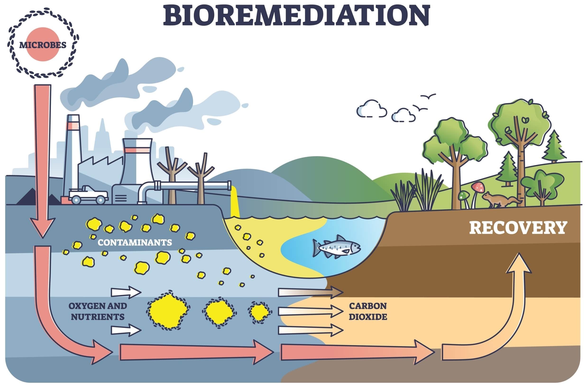 Bioremediation: The pollution solution?
