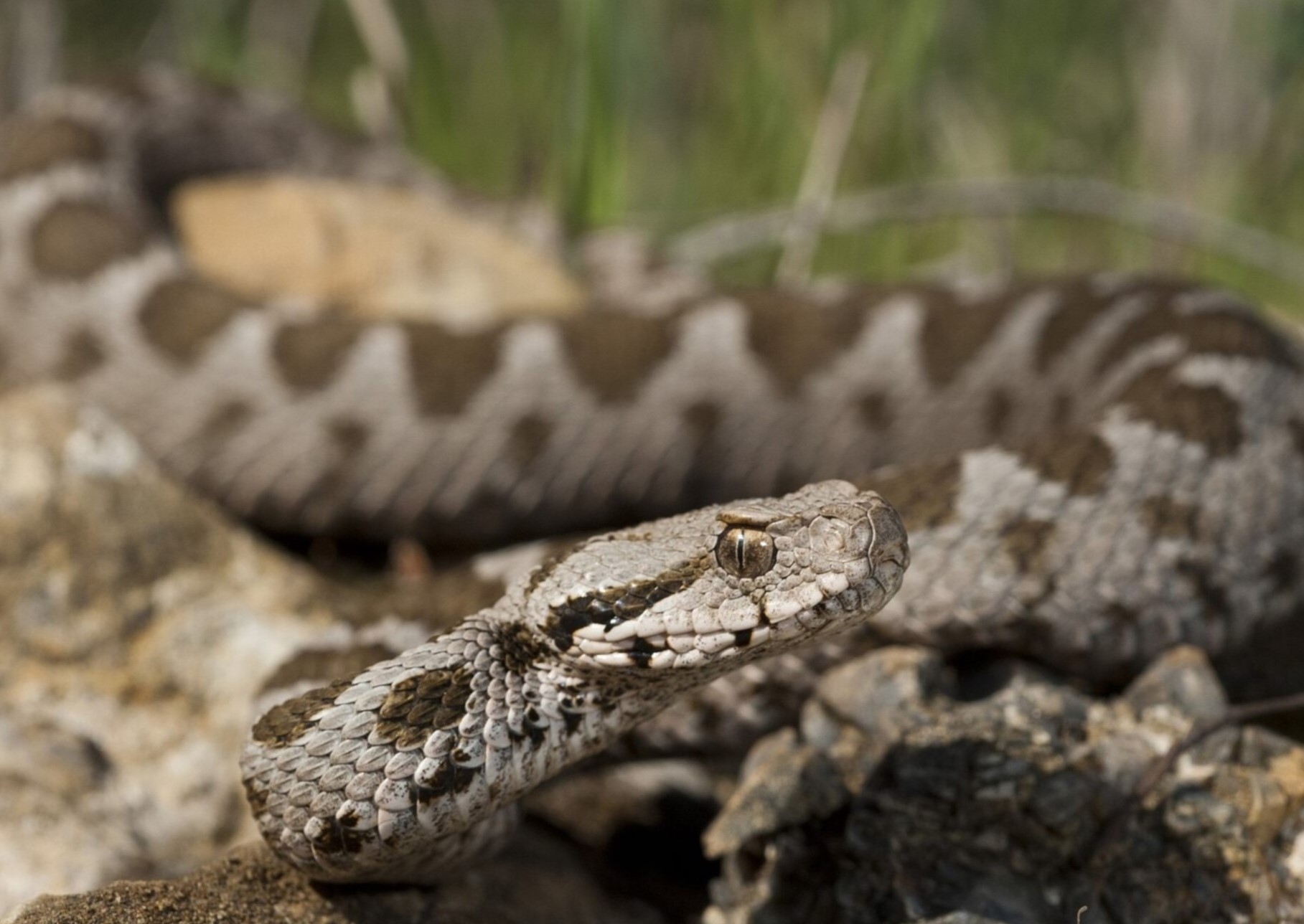 10-captivating-facts-about-rock-viper