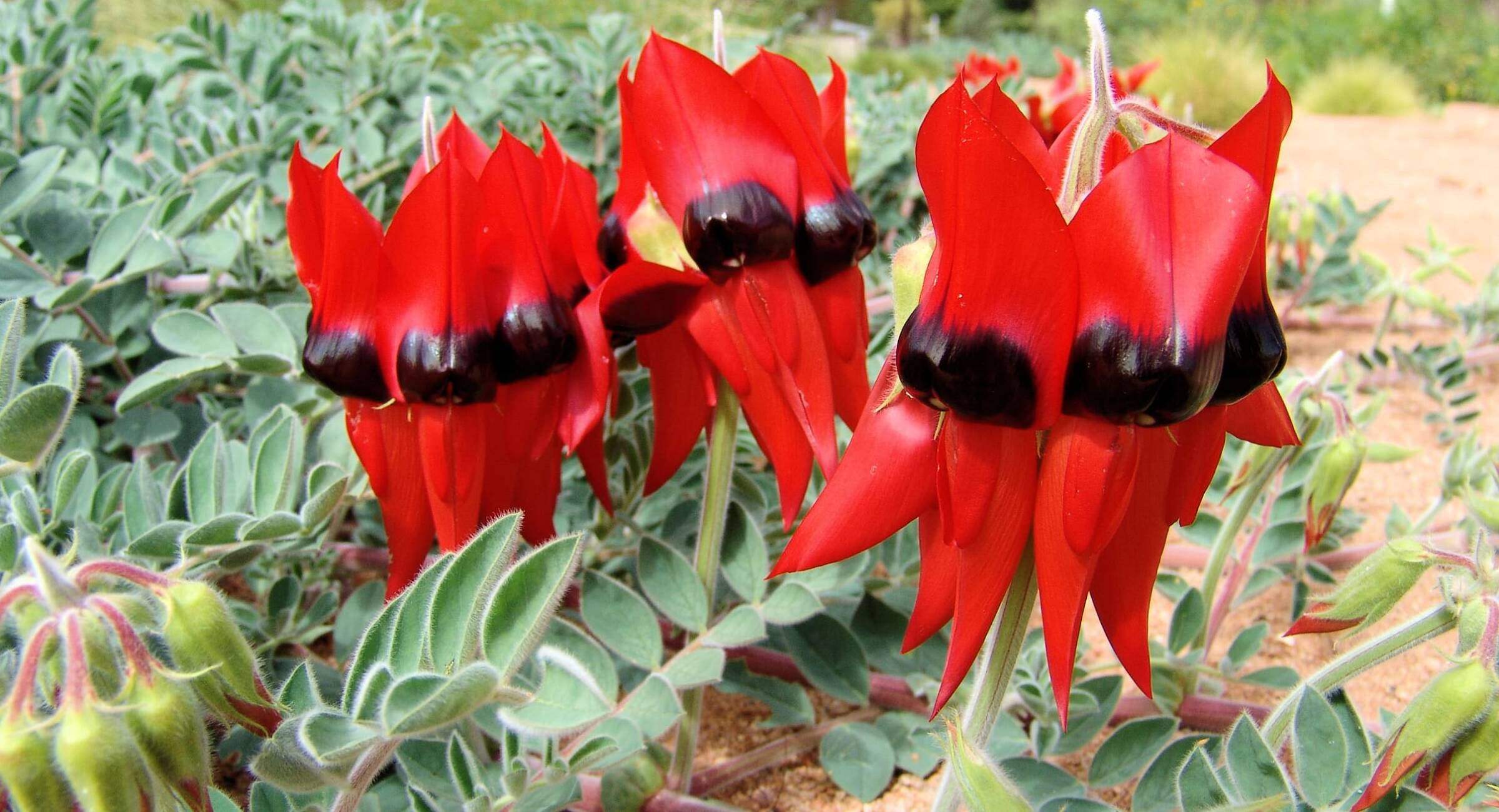 10-captivating-facts-about-sturts-desert-pea