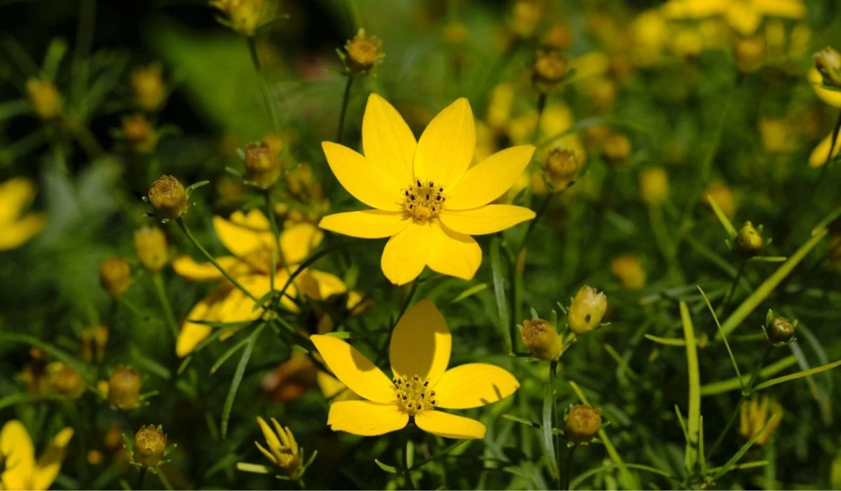 10-enigmatic-facts-about-coreopsis