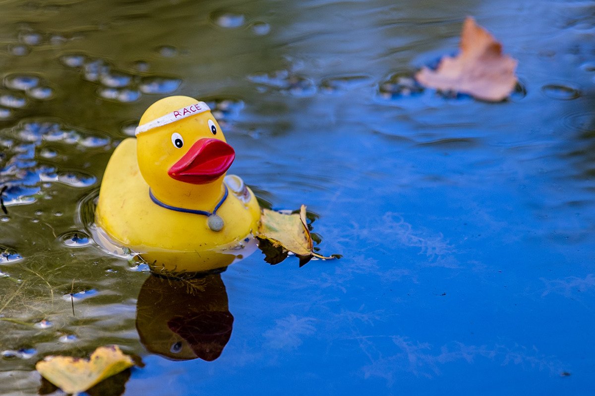 10-enigmatic-facts-about-duck-race-floating-rubber-ducks-in-a-stream