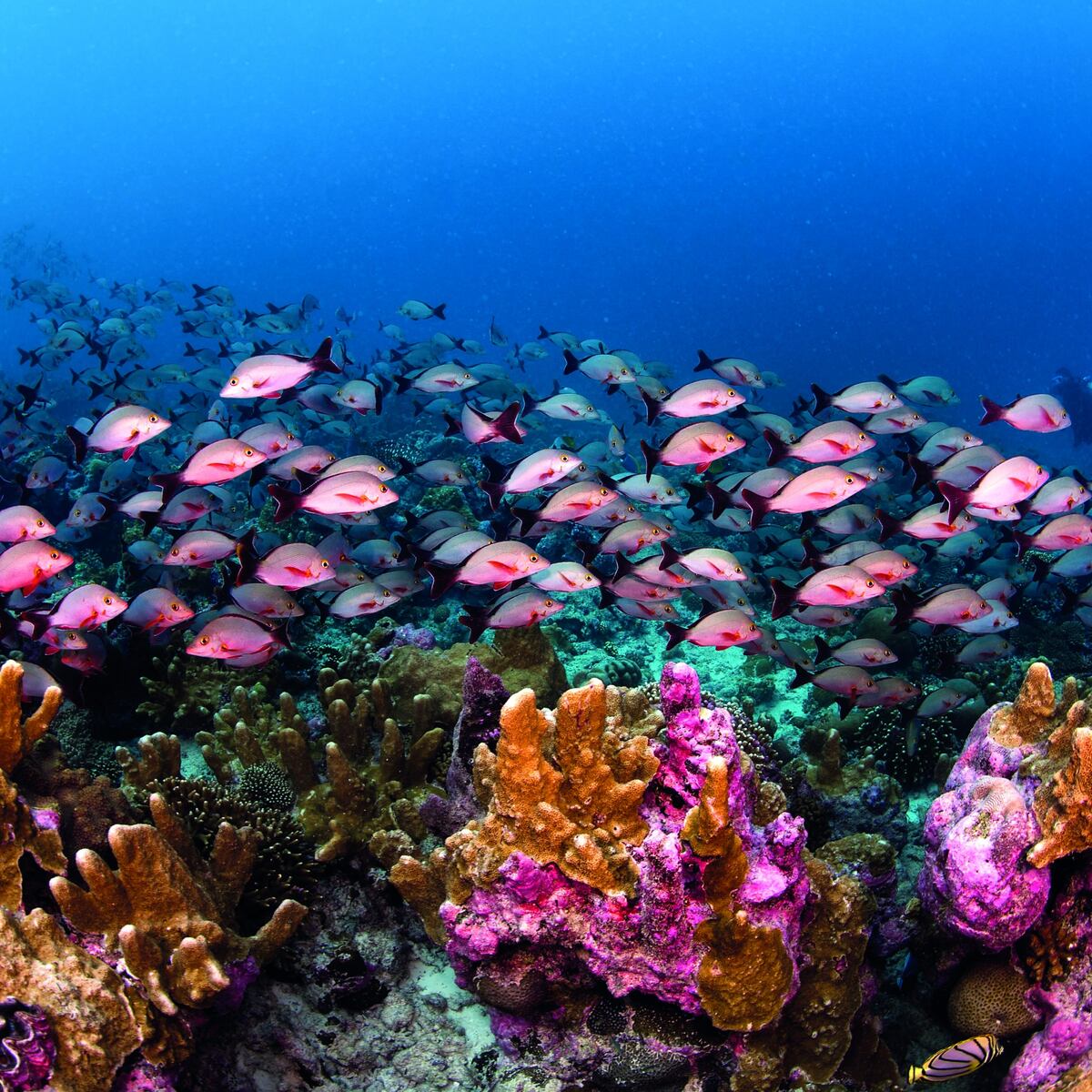 10-enigmatic-facts-about-seychelles-coral-reefs