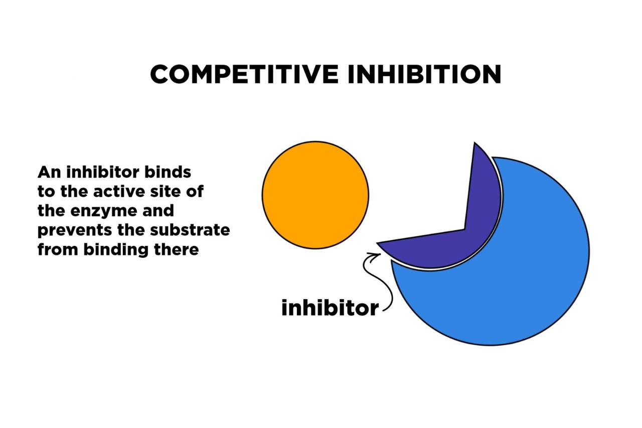 10-extraordinary-facts-about-competitive-inhibition