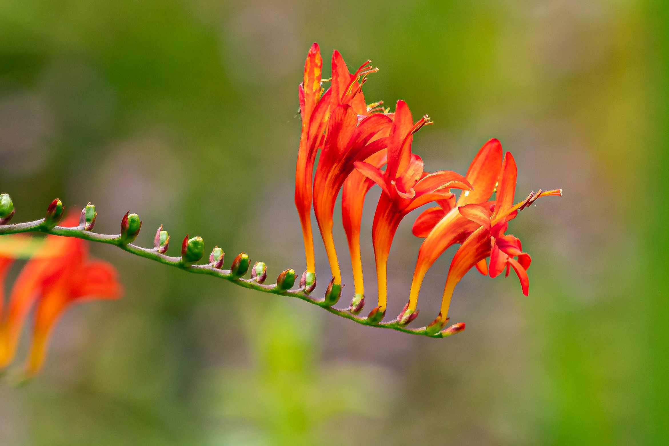 10-extraordinary-facts-about-crocosmia