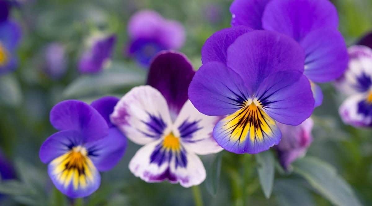 10-extraordinary-facts-about-horned-pansy