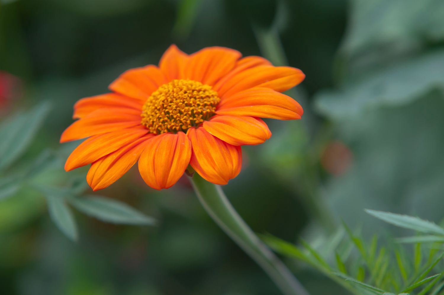 10-extraordinary-facts-about-mexican-sunflower