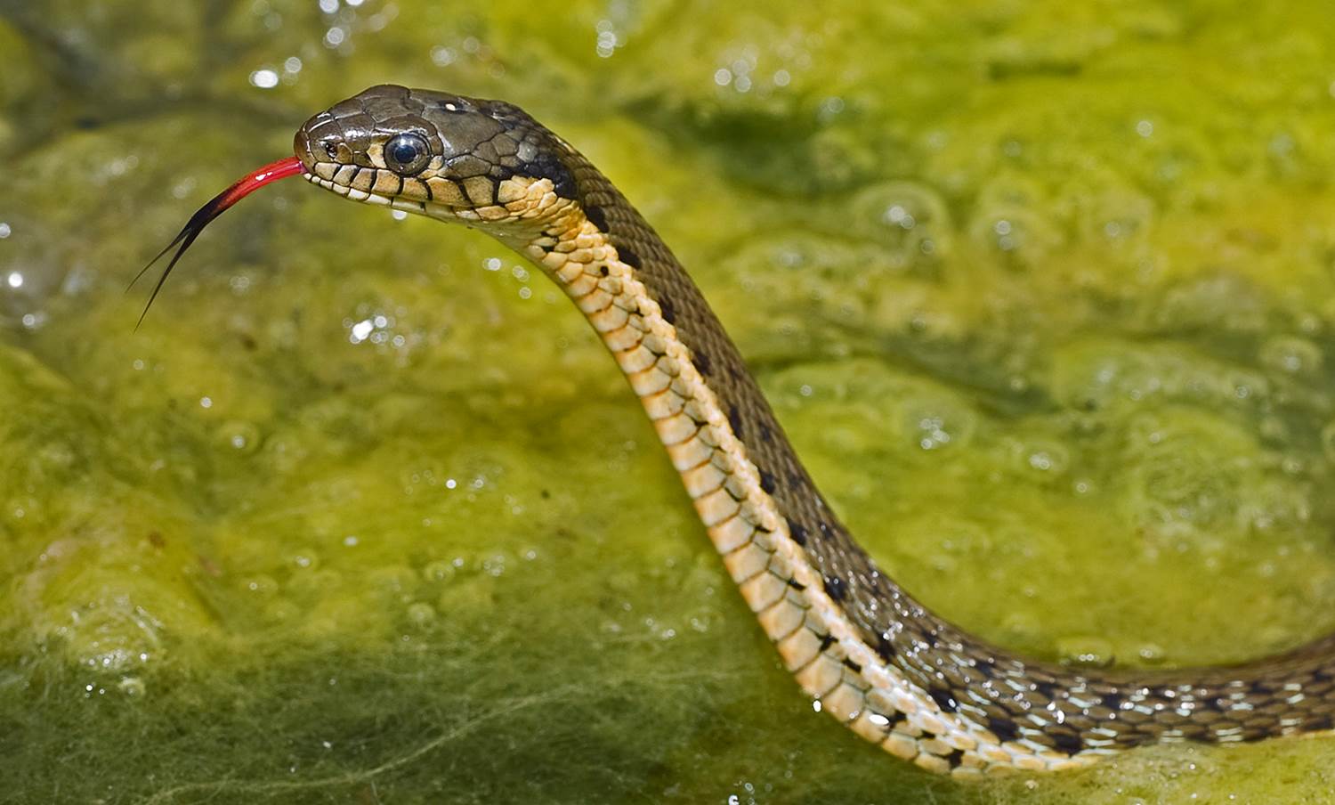 10-extraordinary-facts-about-two-striped-garter-snake