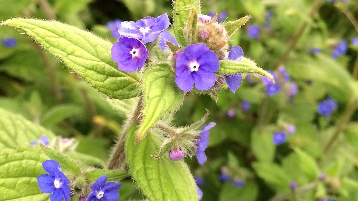10-fascinating-facts-about-alkanet