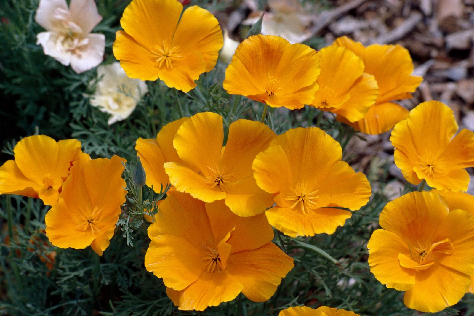 10-fascinating-facts-about-california-poppy