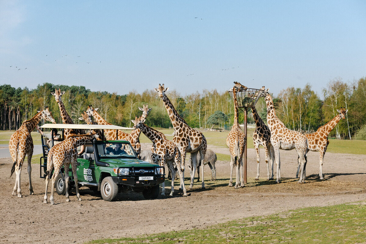 10-fascinating-facts-about-safaripark-beekse-bergen