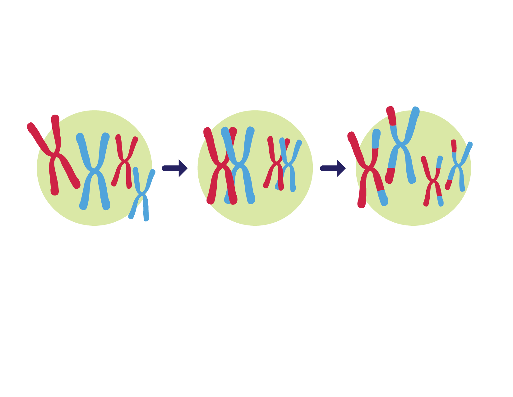 10-intriguing-facts-about-genetic-variation