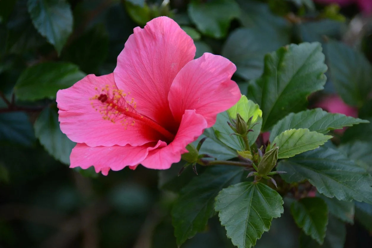 10-intriguing-facts-about-hibiscus