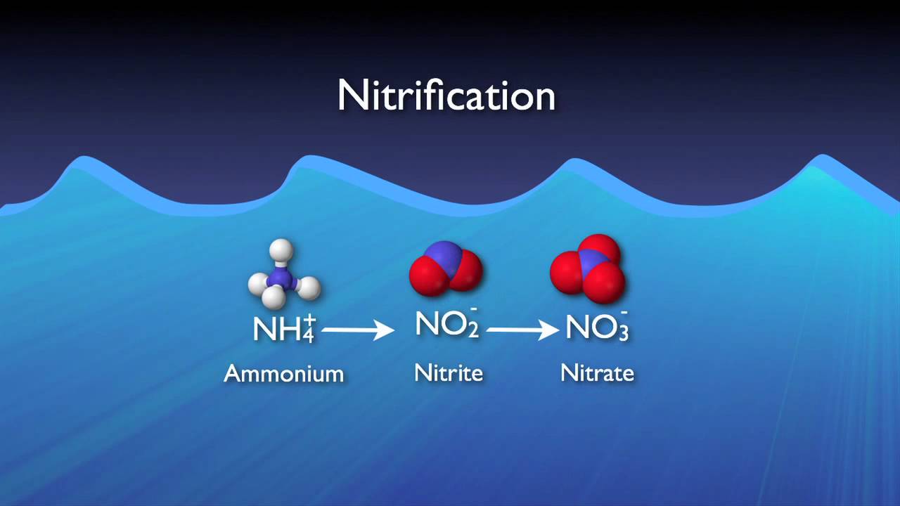 10 Intriguing Facts About Nitrification - Facts.net