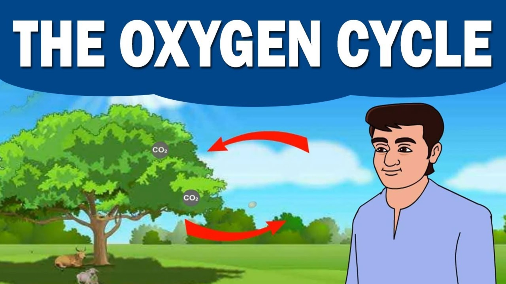 10-intriguing-facts-about-oxygen-cycle