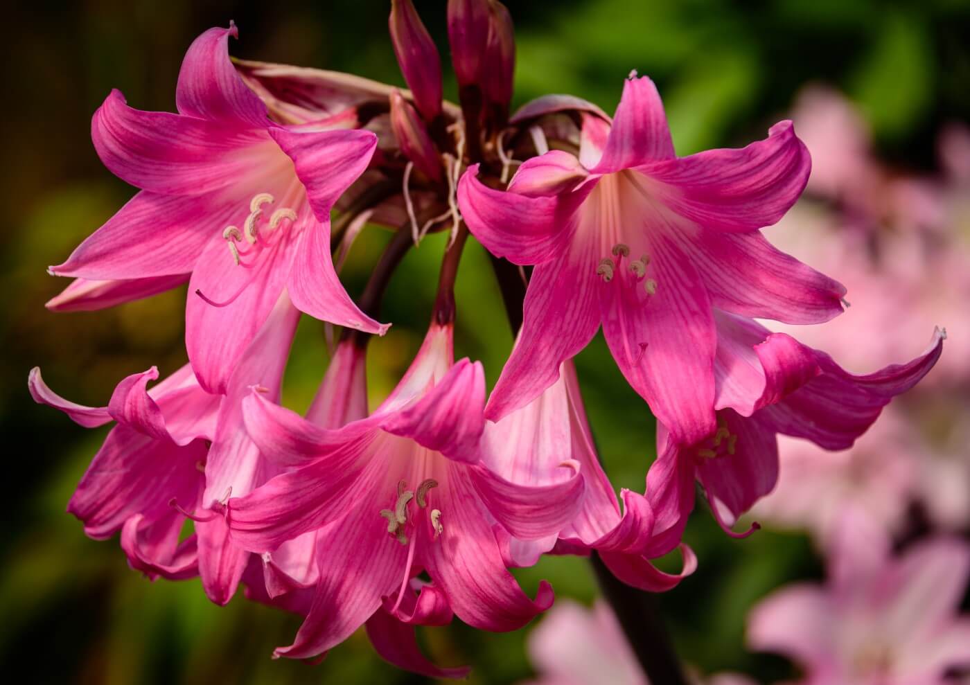 10-mind-blowing-facts-about-amaryllis-belladonna