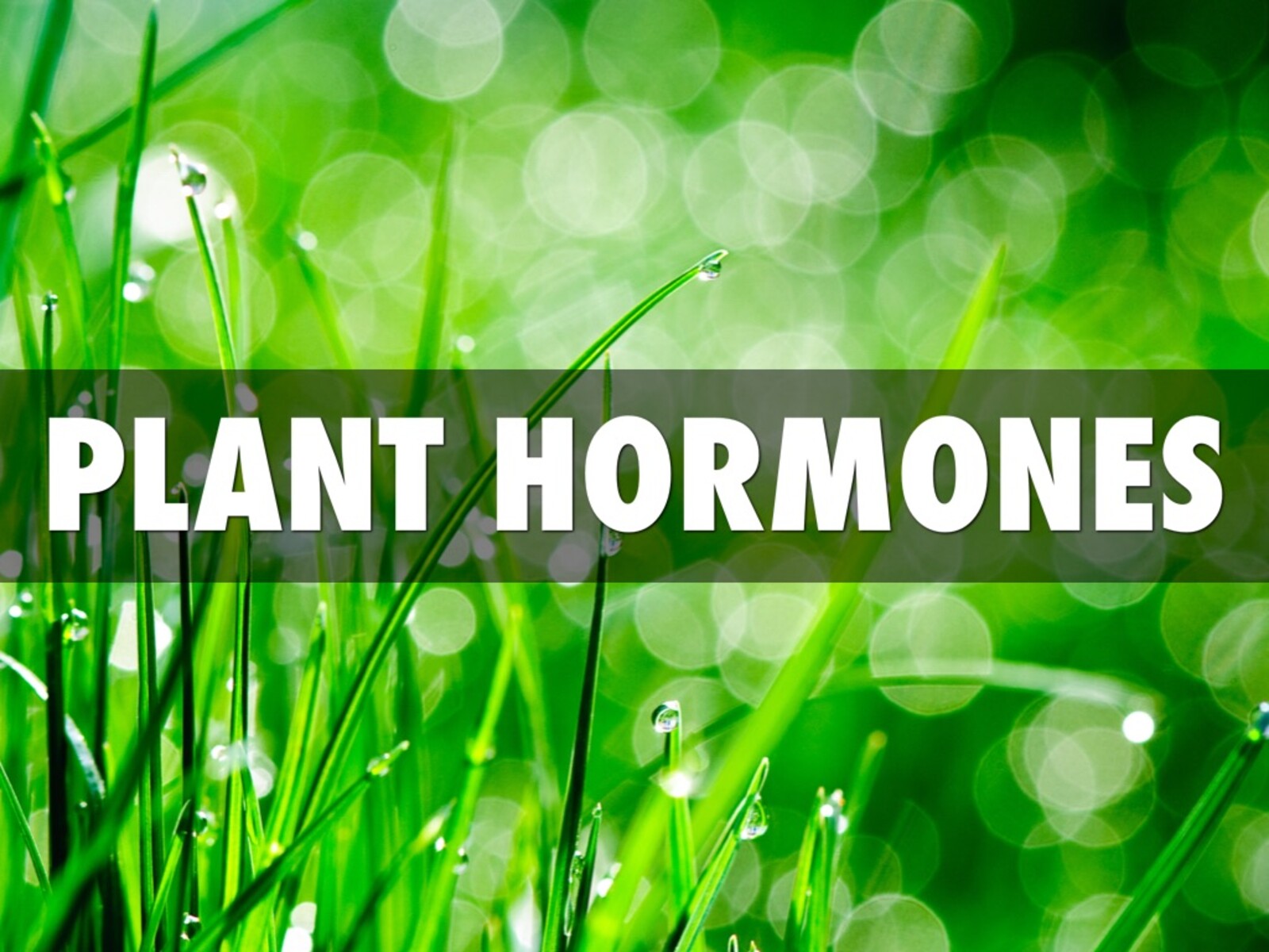 10-mind-blowing-facts-about-plant-hormones