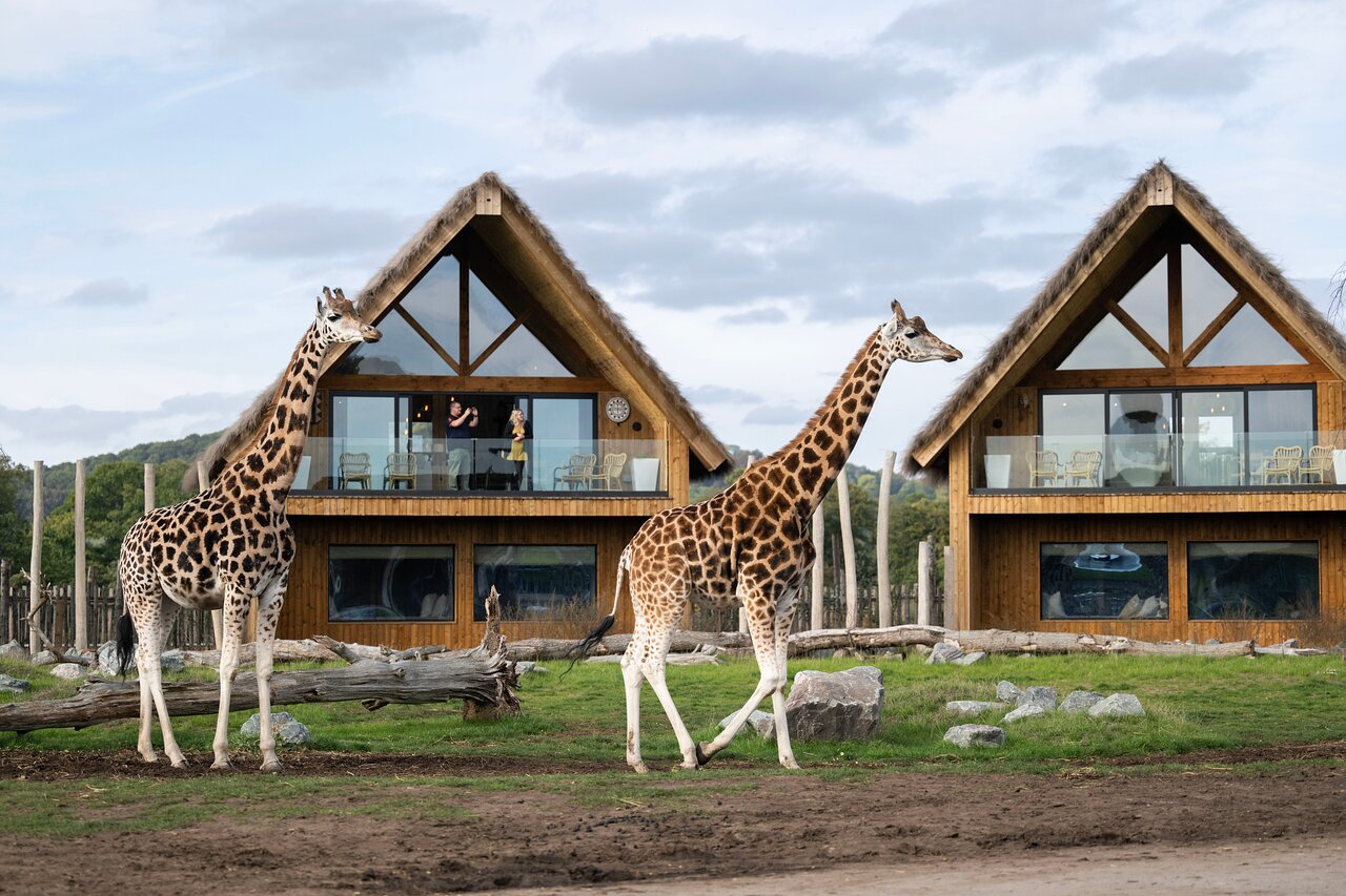10 Mind-blowing Facts About West Midland Safari Park - Facts.net