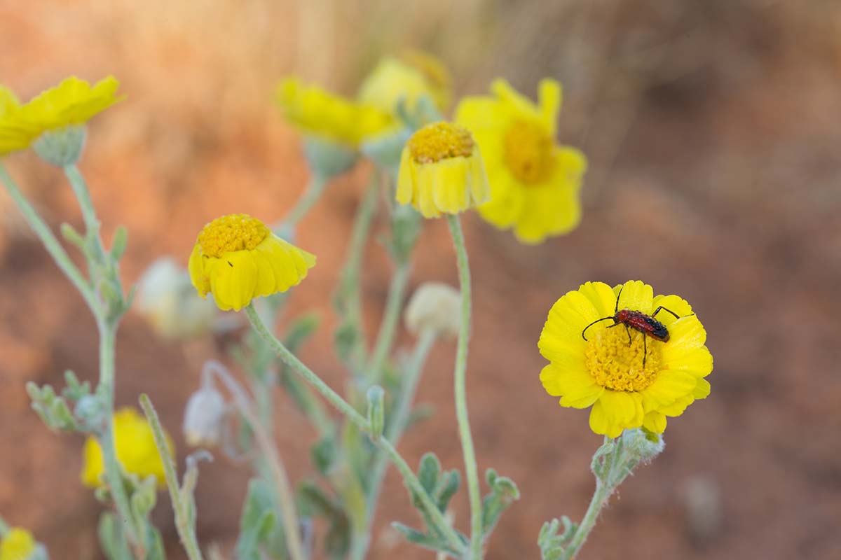 10-surprising-facts-about-desert-marigold