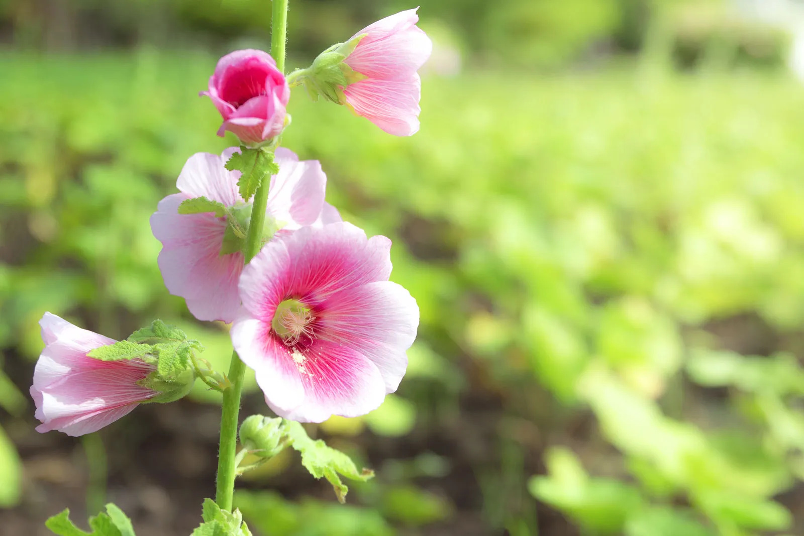 10-surprising-facts-about-hollyhock