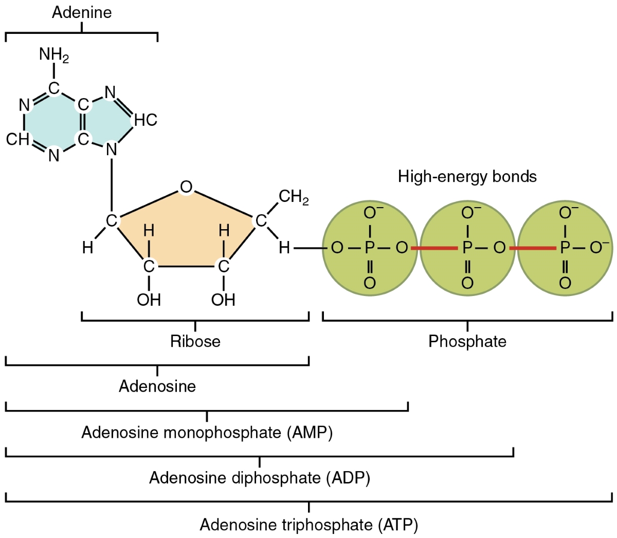 10 Unbelievable Facts About ATP Adenosine Triphosphate Facts