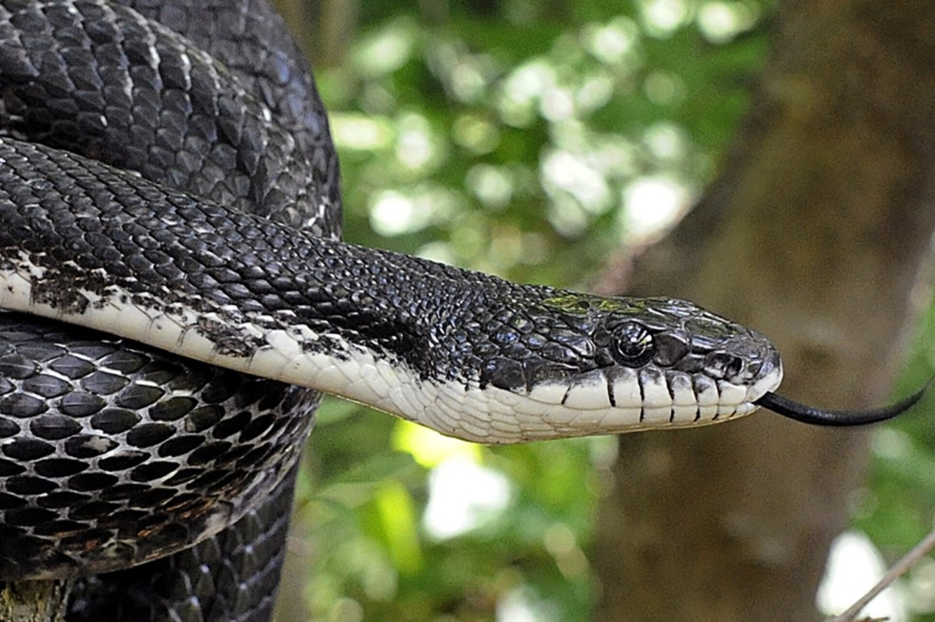 10-unbelievable-facts-about-black-rat-snake