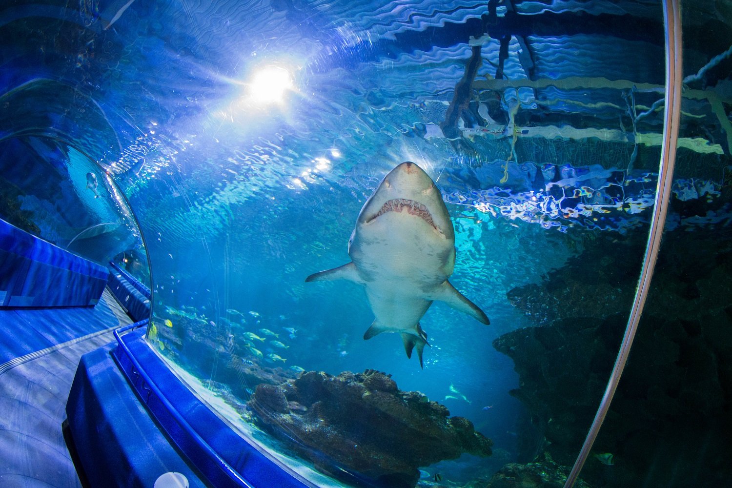 10-unbelievable-facts-about-blue-planet-aquarium
