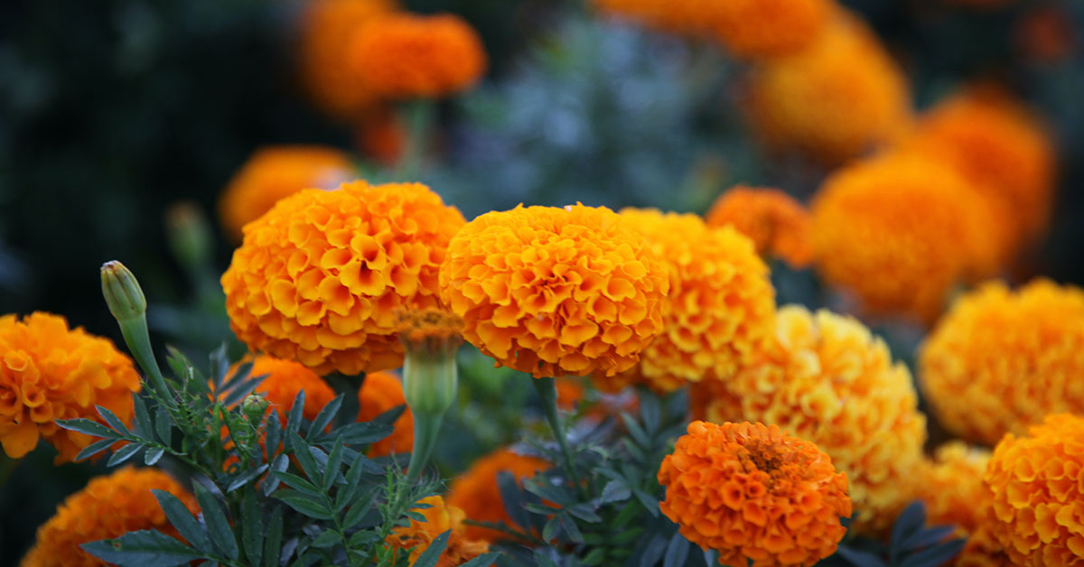 10-unbelievable-facts-about-marigold