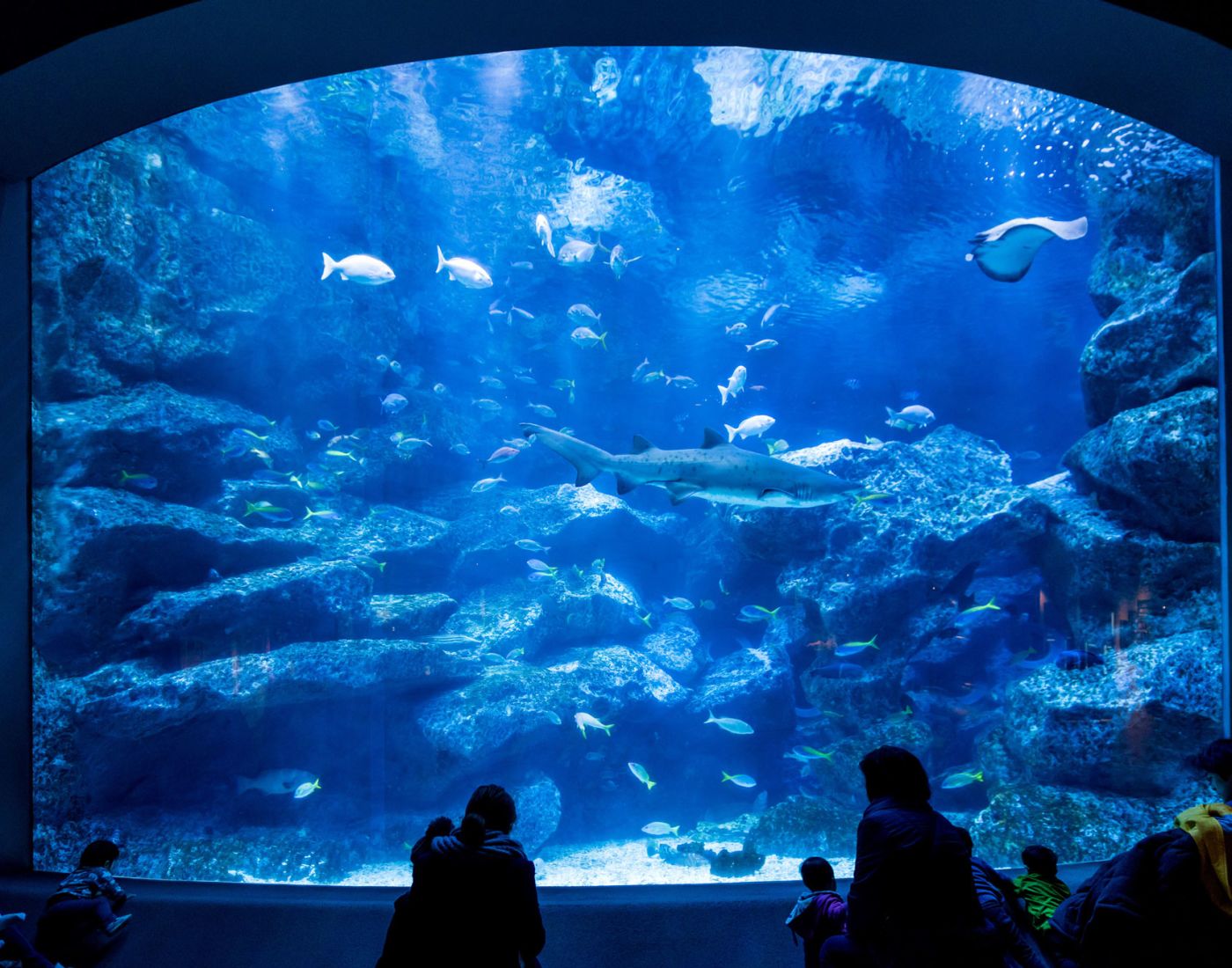 10-unbelievable-facts-about-sumida-aquarium