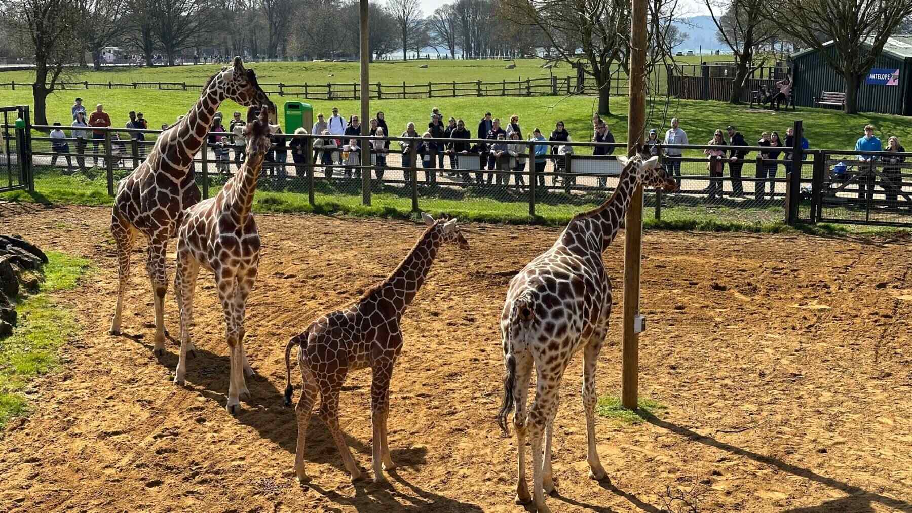 10-unbelievable-facts-about-whipsnade-zoo
