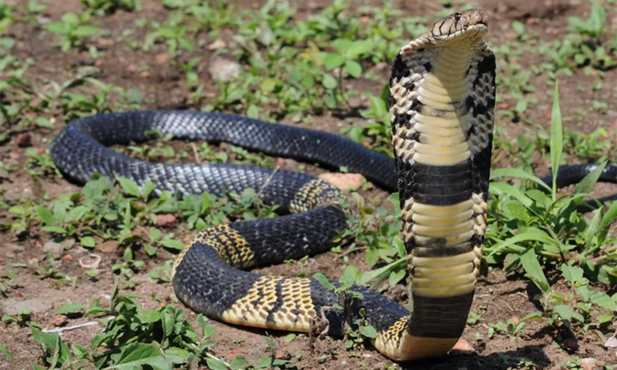 11-astonishing-facts-about-forest-cobra