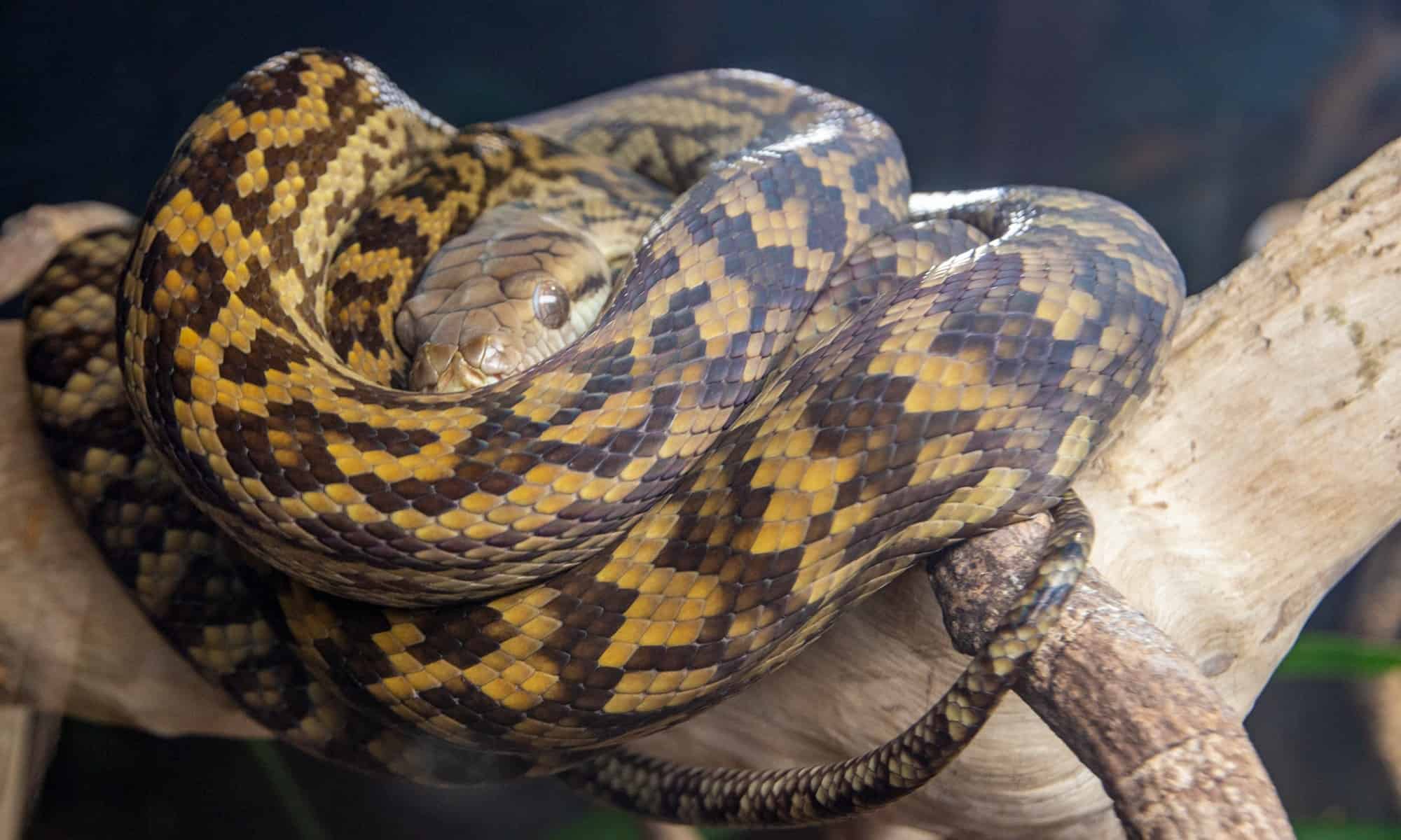 11-astonishing-facts-about-scrub-python