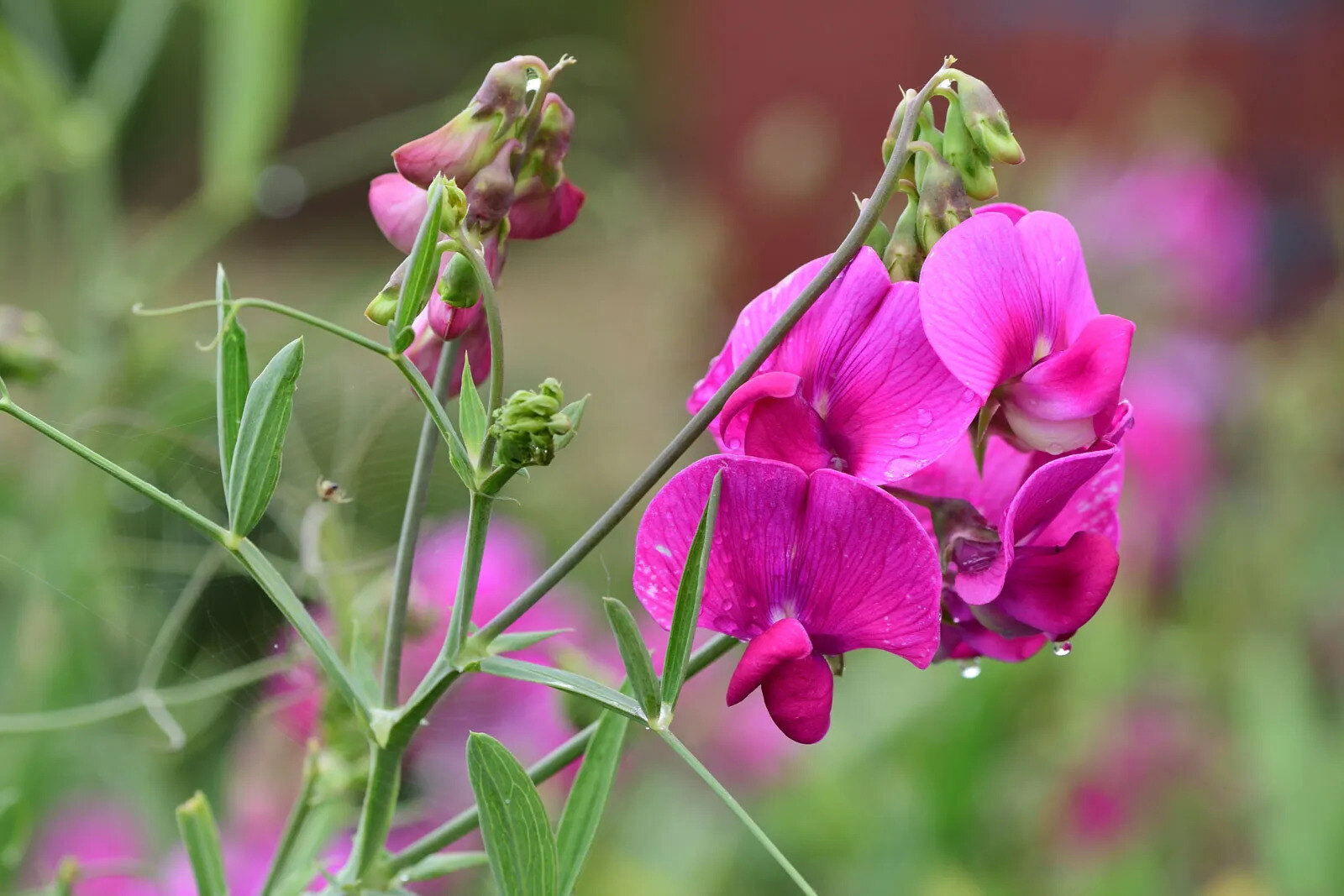 11-astonishing-facts-about-sweet-pea