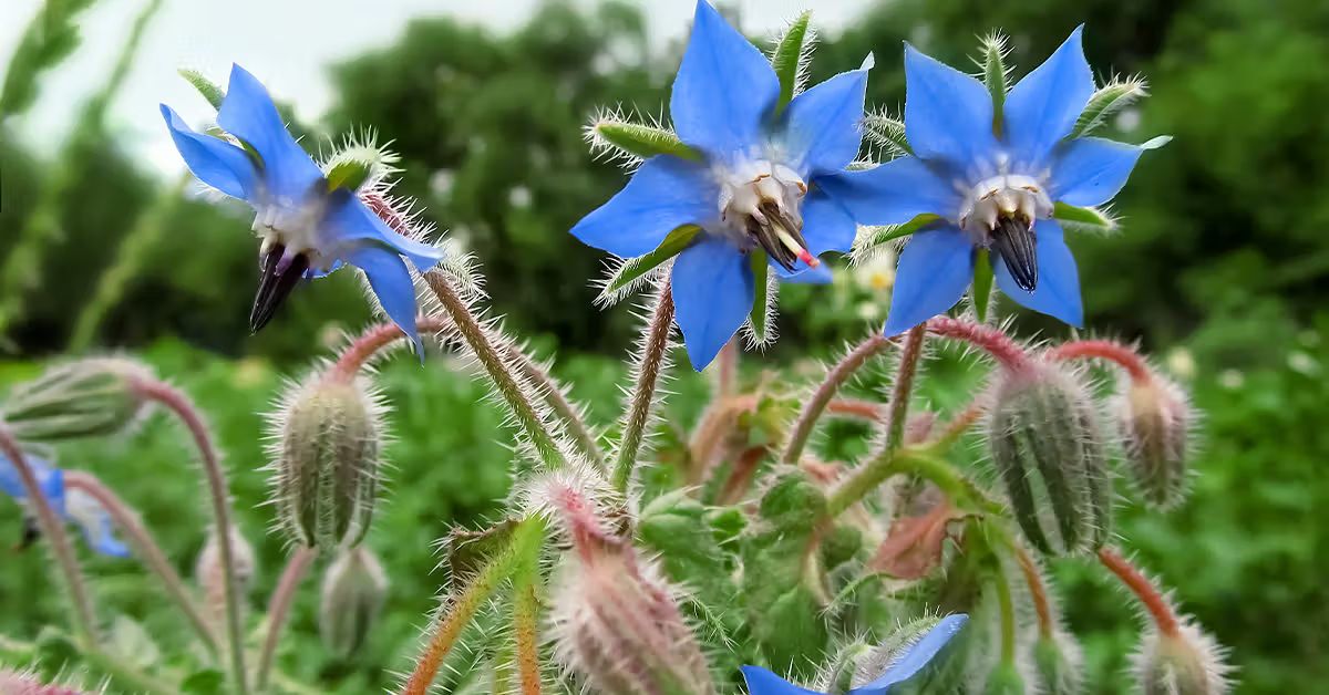 11-astounding-facts-about-borage