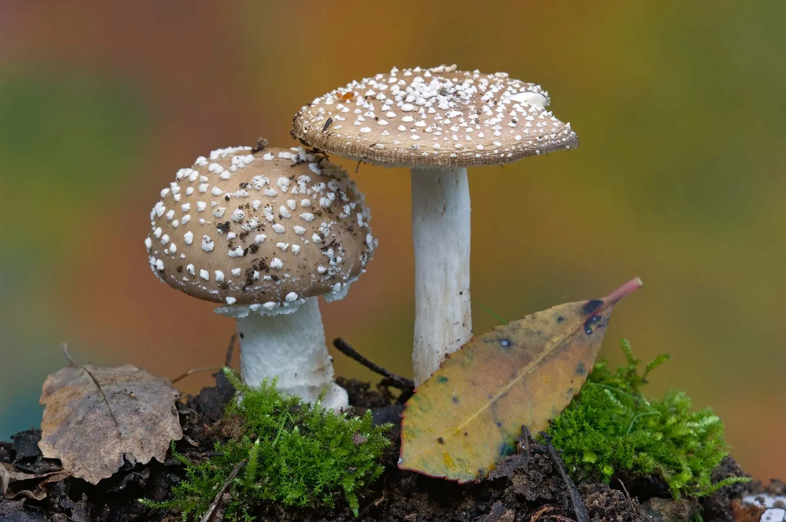 11-captivating-facts-about-fungi-biology