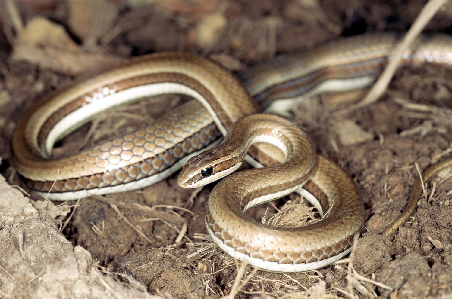 11-captivating-facts-about-indo-chinese-sand-snake