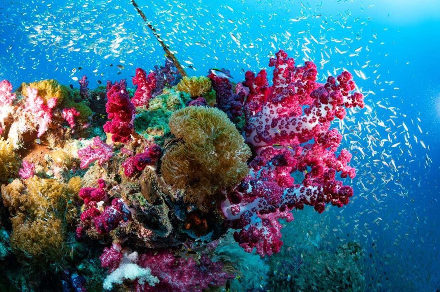 Great coral reef. Большой Барьерный риф Австралия. Рифы Греат барьер. Грейт барьер риф Австралия. Коралловый риф в Австралии.