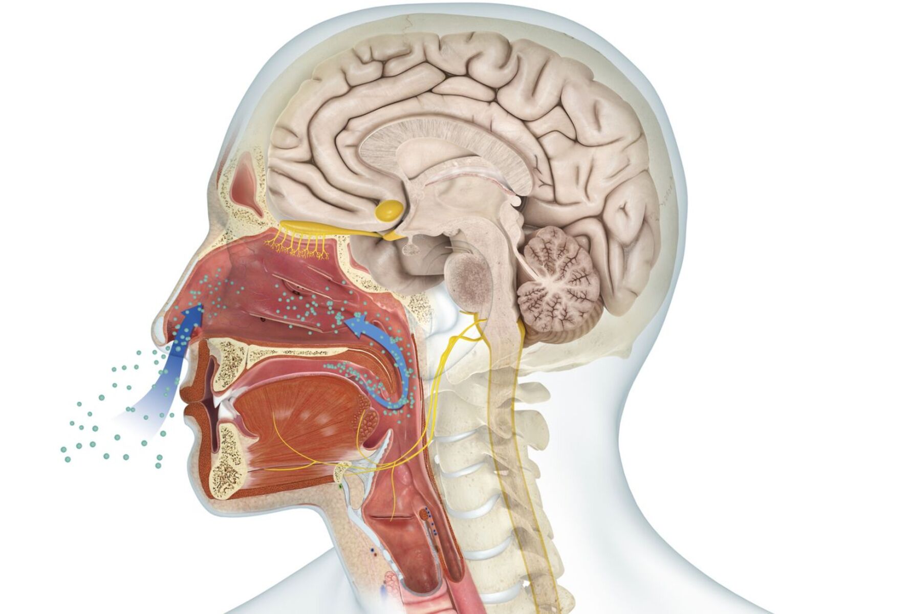 Нос и головной мозг. Обонятельная сенсорная система. Мозг и запахи. Система обоняния человека. Обоняние мозг.