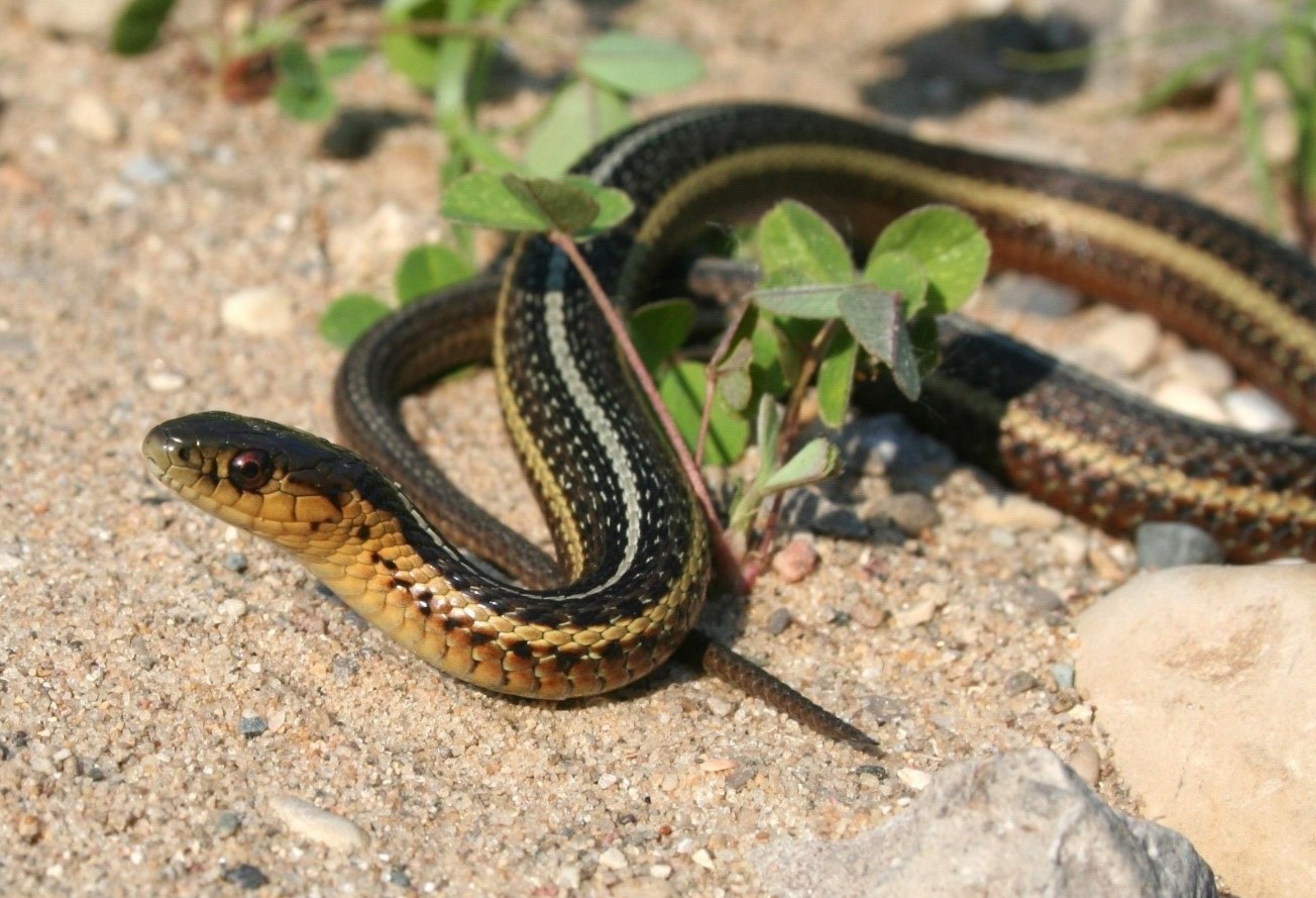 11-enigmatic-facts-about-butlers-garter-snake