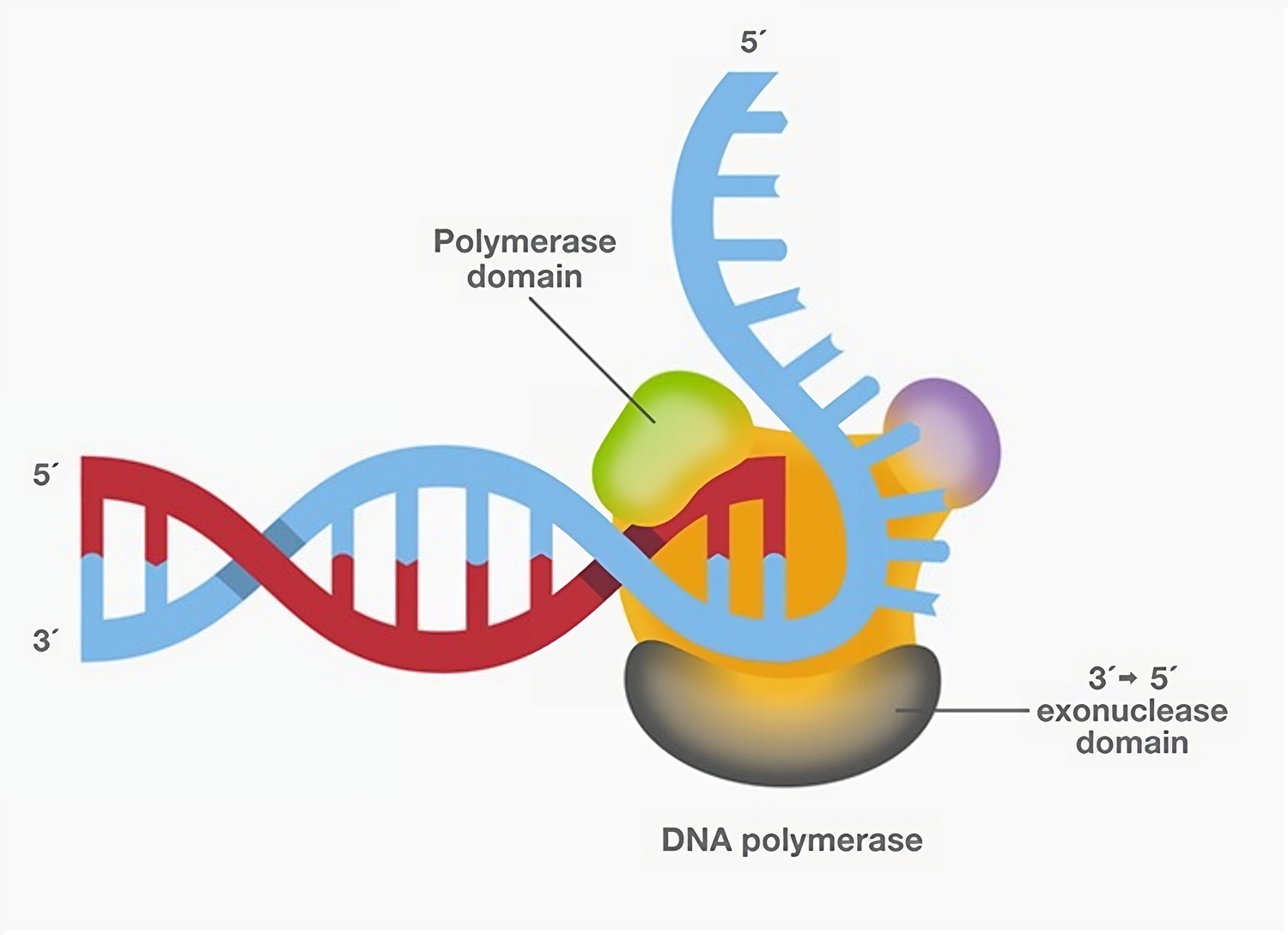 11-enigmatic-facts-about-dna-polymerases