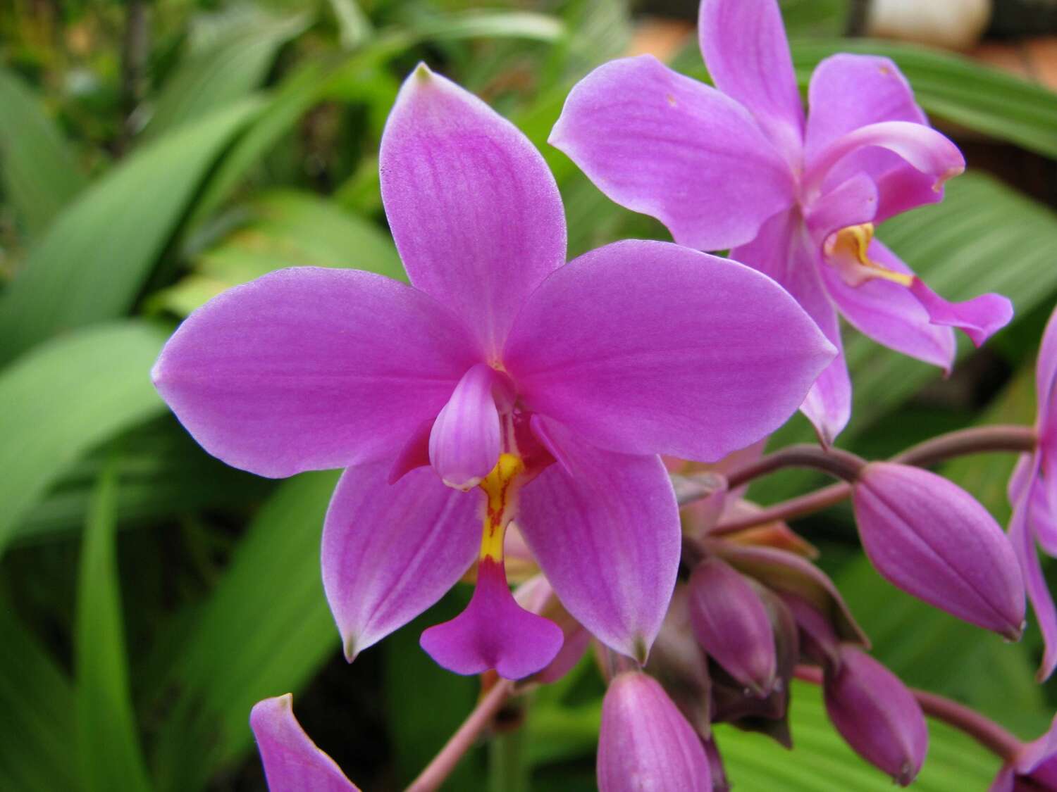11-enigmatic-facts-about-ground-orchid