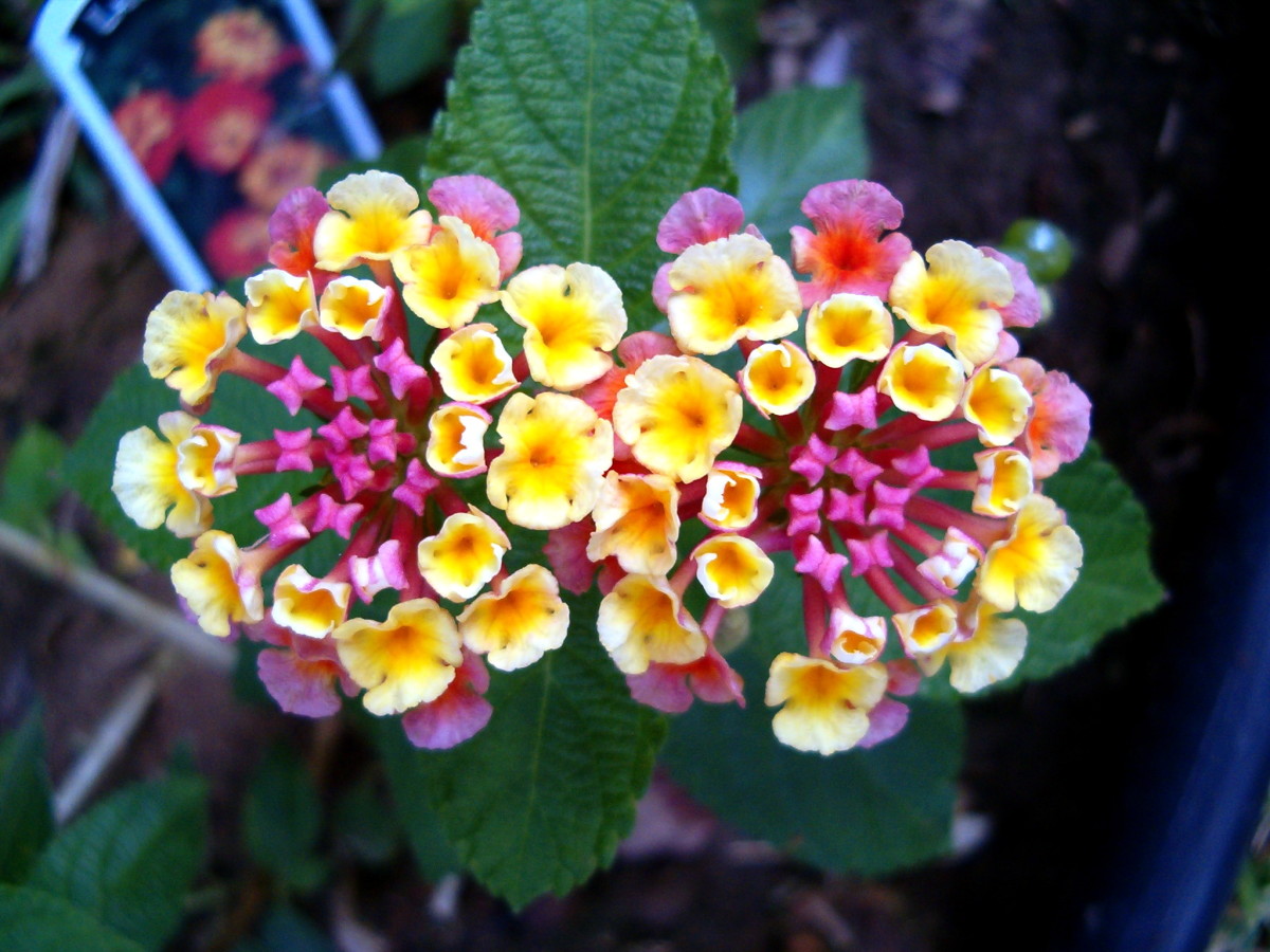 11-enigmatic-facts-about-lantana