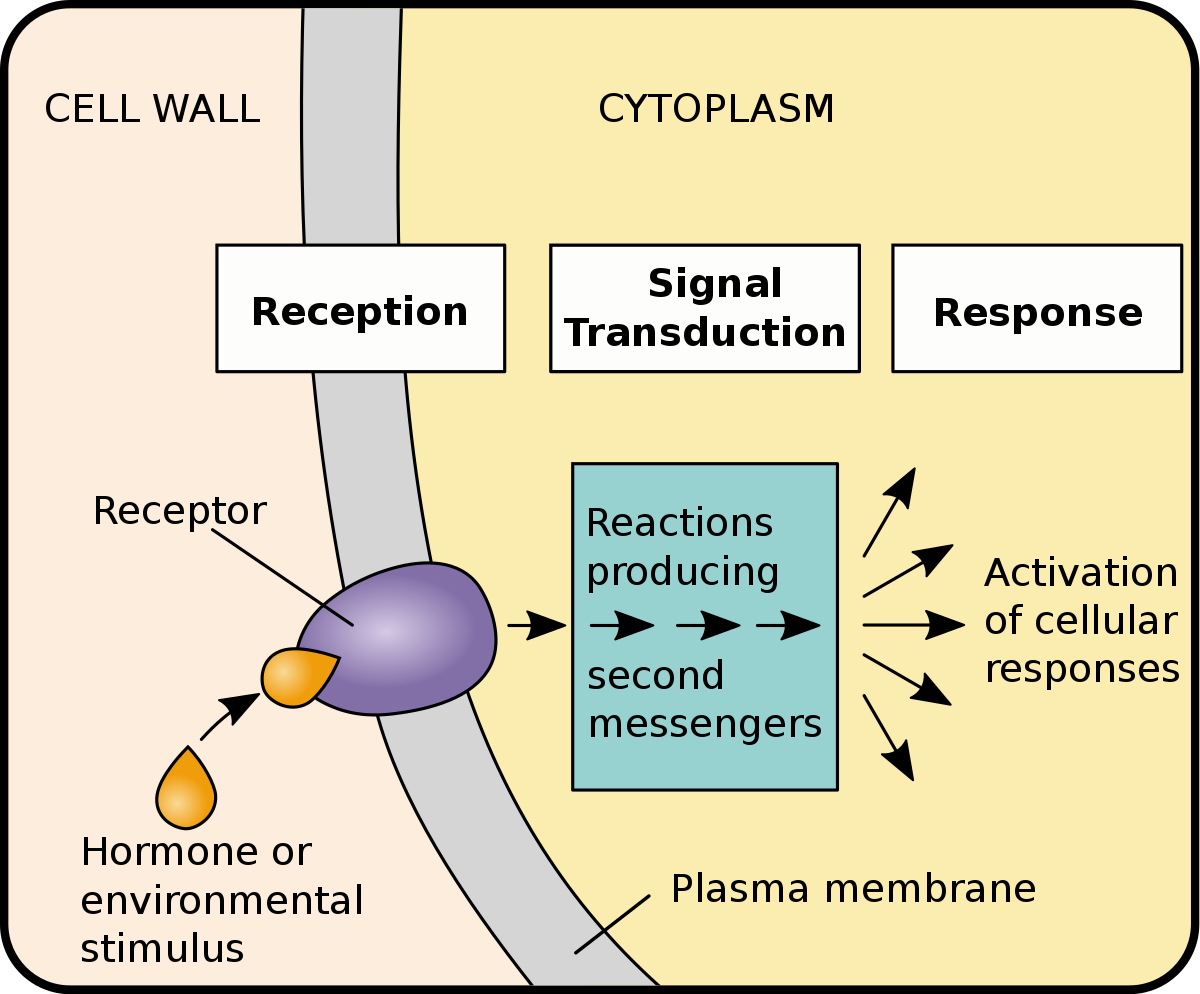 11-extraordinary-facts-about-signal-transduction-pathways