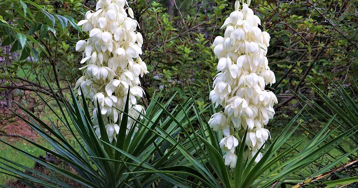 11-extraordinary-facts-about-yucca-flower