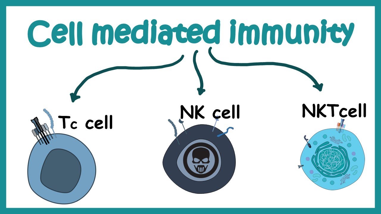 11-fascinating-facts-about-cell-mediated-immunity