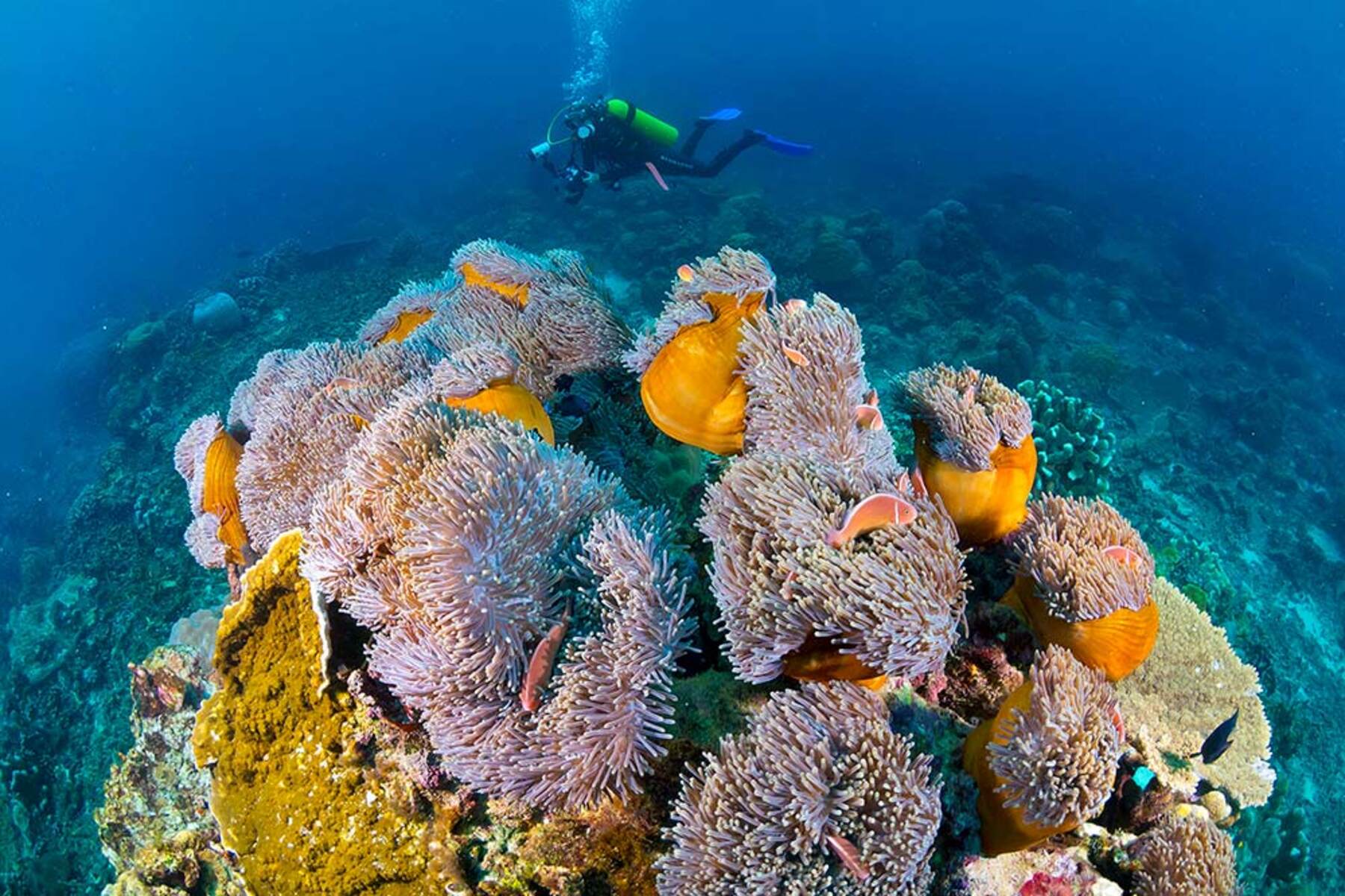 Коралловые рифы описание. Нингалу коралловый риф. Риф Нингалу Австралия. Нингалу Австралия кораллы. Барьерный риф Мексики.