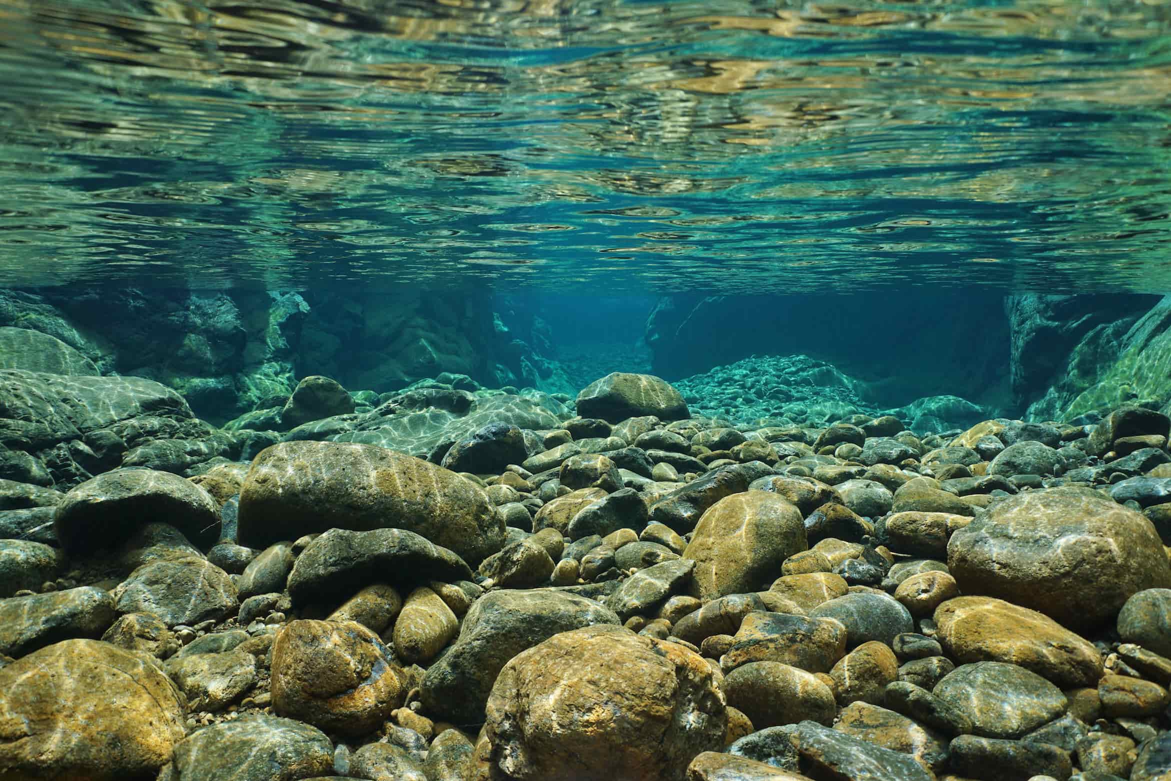 11-fascinating-facts-about-freshwater-ecosystem