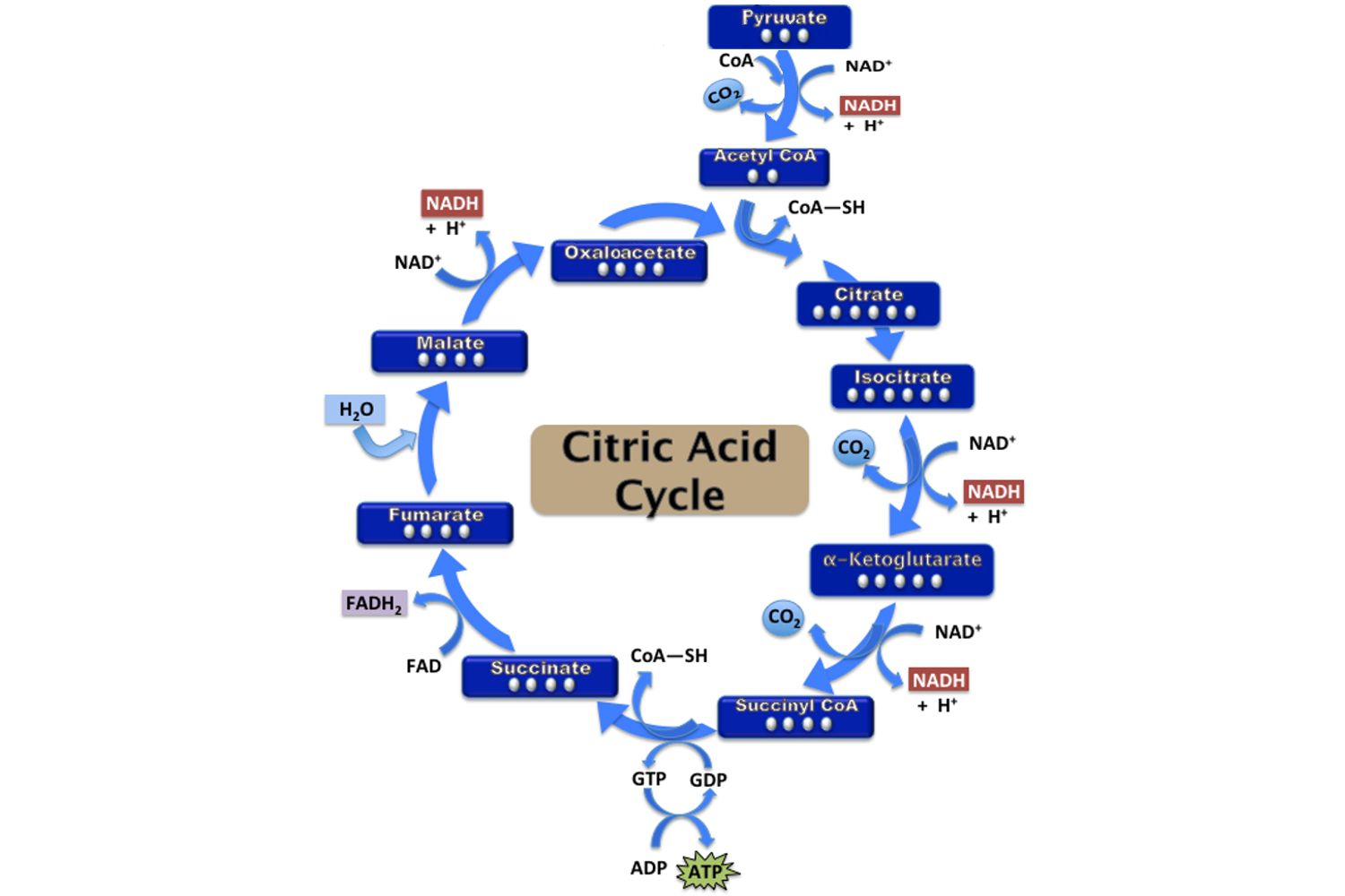 11-fascinating-facts-about-krebs-cycle