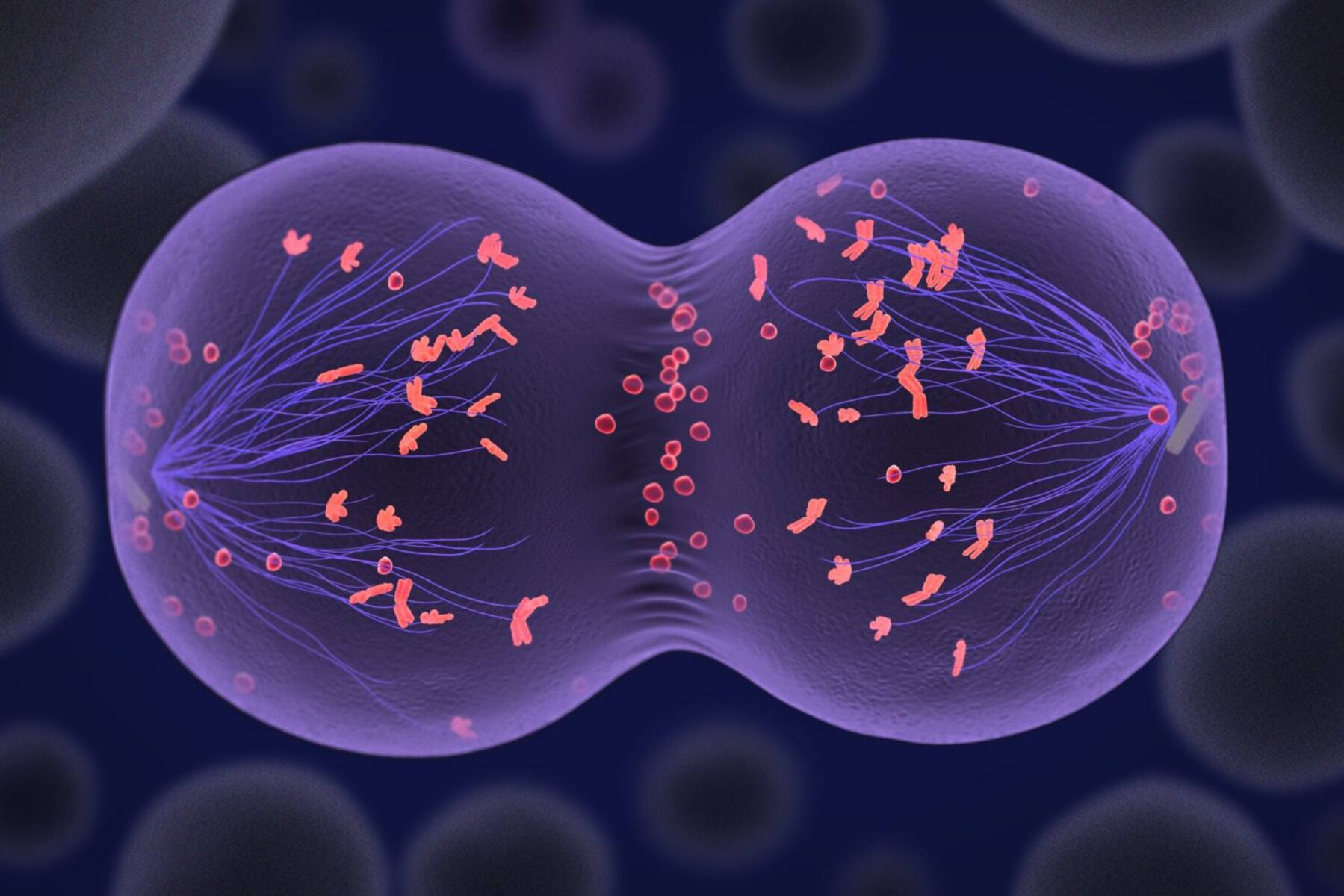 Хромосомы живых клеток. Митоз 3д. Слияние клеток. Клетка. Деление клетки.
